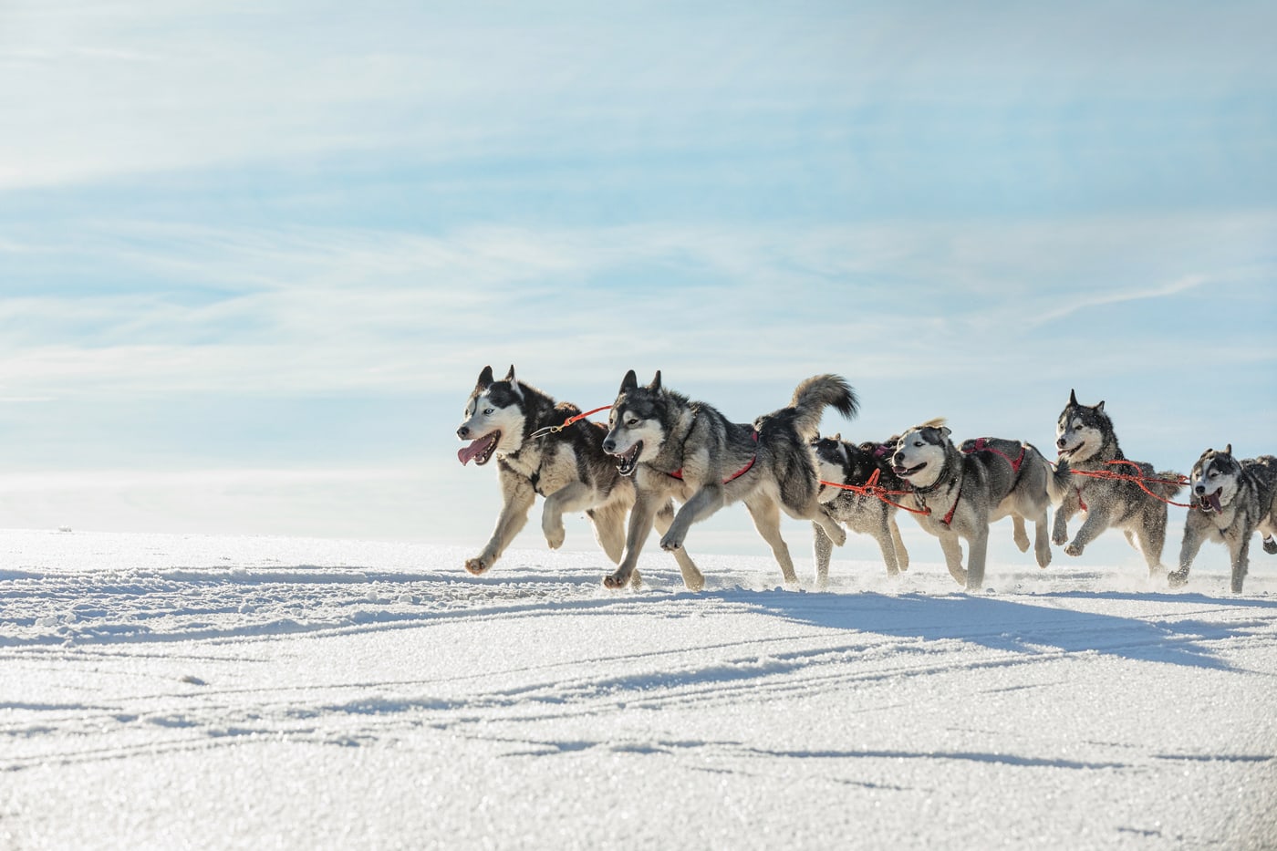 How long do typical husky sledding experiences last?